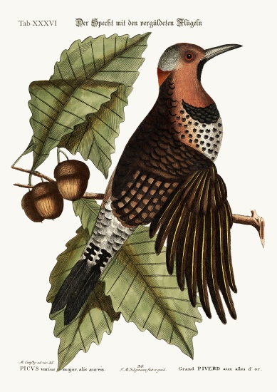 The gold-winged Woodpecker de Mark Catesby