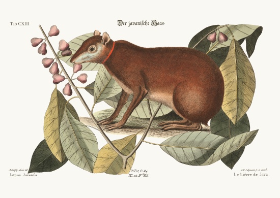 The Java Hare de Mark Catesby