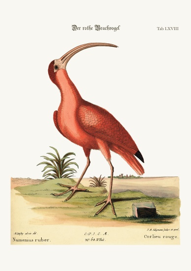 The red Curlew de Mark Catesby