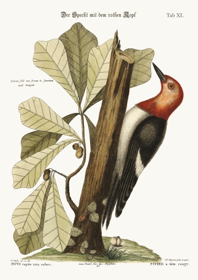 The red-headed Woodpecker de Mark Catesby