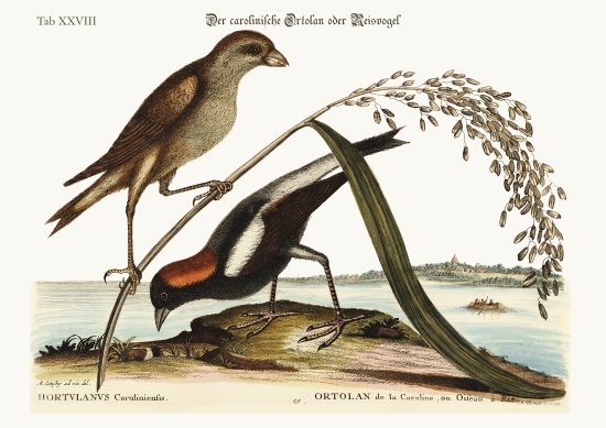 The Rice-Bird de Mark Catesby