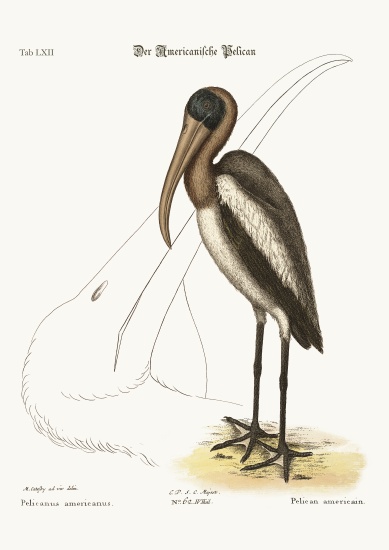 The Wood Pelican de Mark Catesby