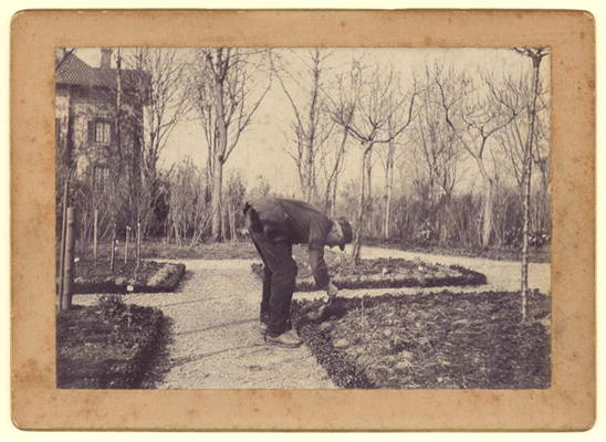 Gustave Caillebotte (1848-94) gardening at Petit Gennevilliers, February 1892 (b/w photo) de Martial Caillebotte