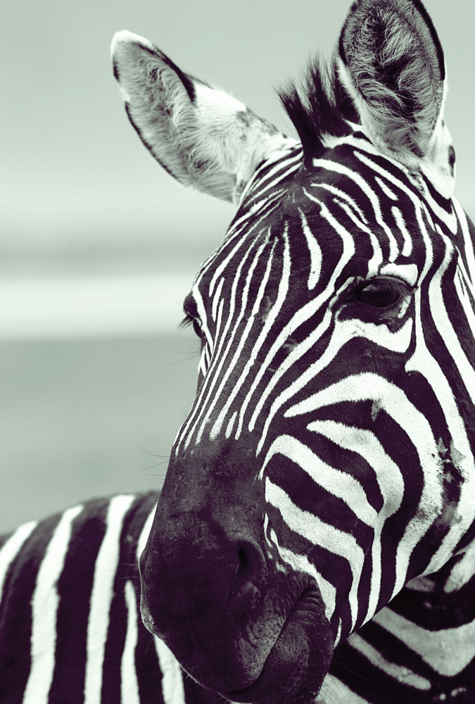 Zebra (3) de Lucas Martin