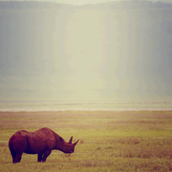 Rinoceronte de Lucas Martin