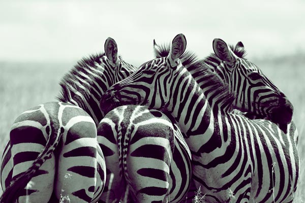 Grupo de zebras de Lucas Martin
