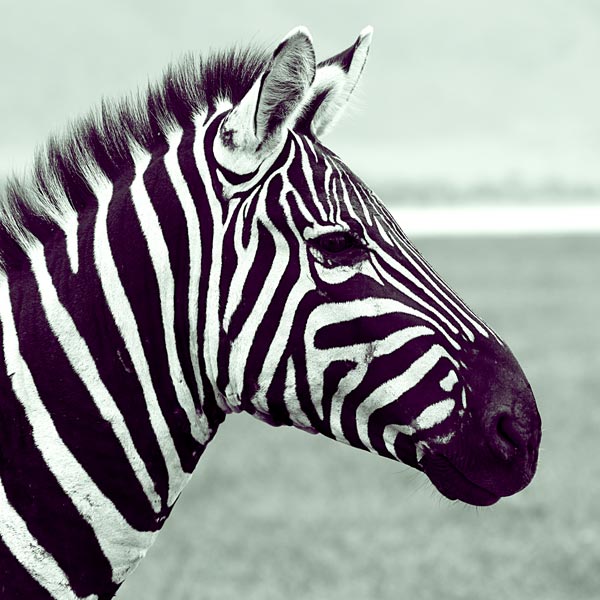 Zebra (1) de Lucas Martin