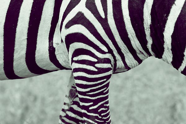 Zebra (2) de Lucas Martin