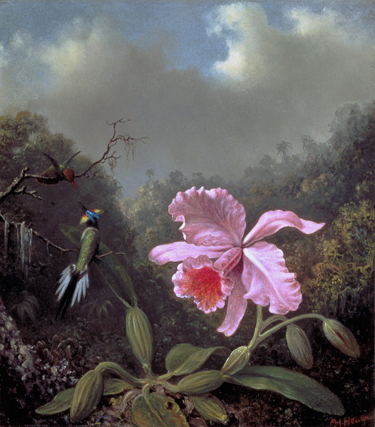 Still Life with an Orchid and a Pair of Hummingbirds de Martin Johnson Heade