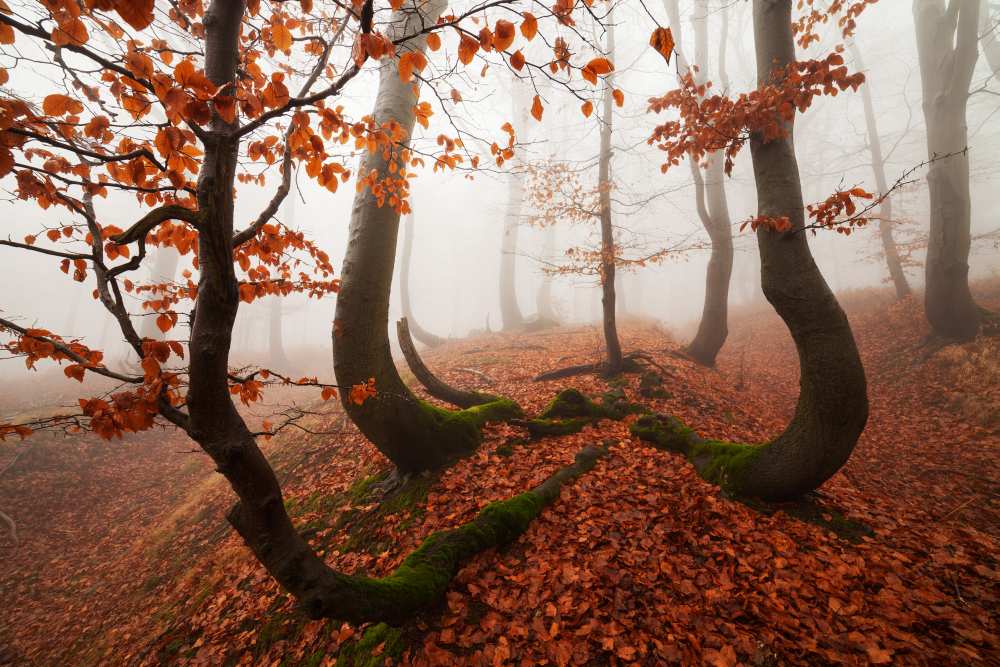 Fairytale Forest de Martin Rak