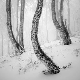 Frozen Forest