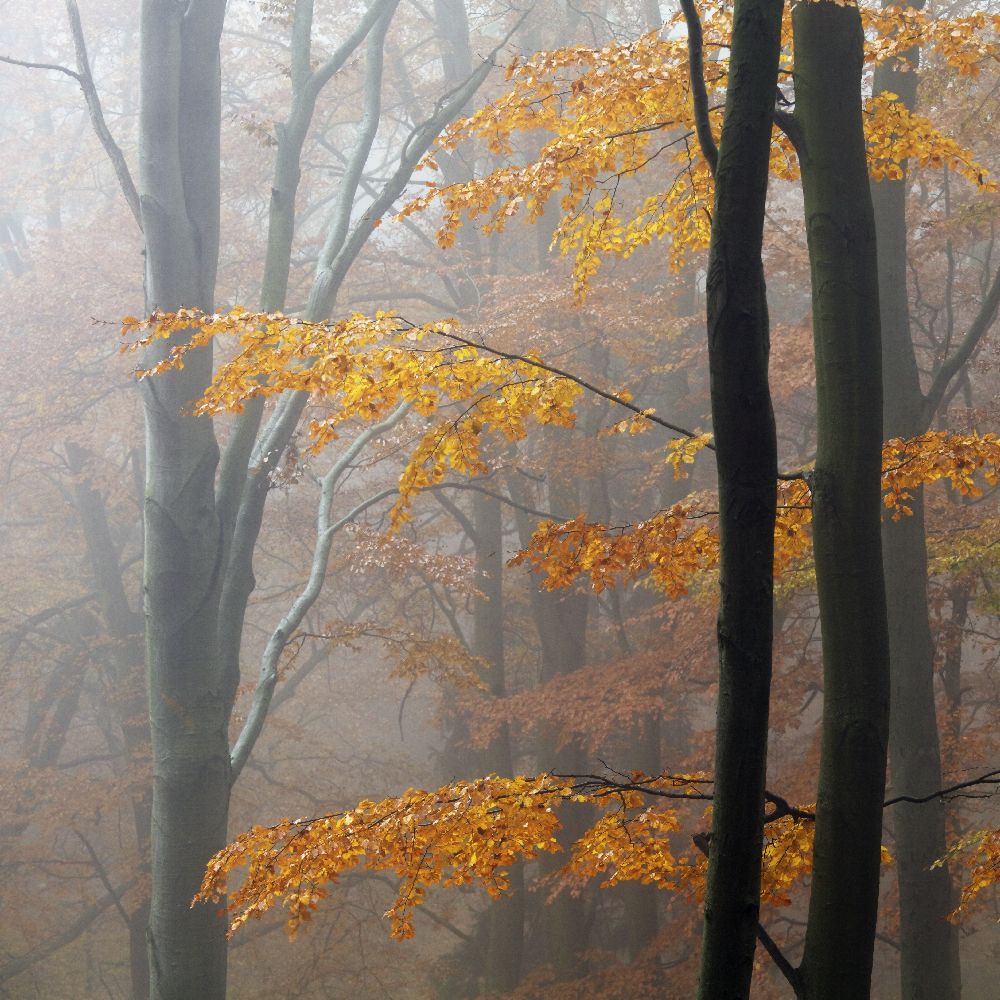 Autumn Forest de Martin Rak