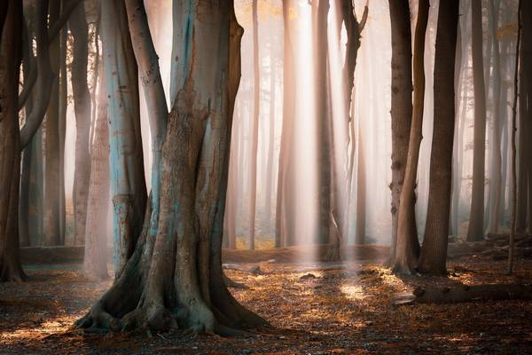 Licht im Wald de Martin Wasilewski