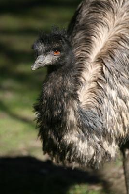 Großer Emu de Martina Berg