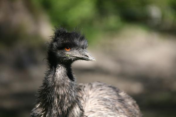 Großer Emu de Martina Berg