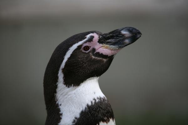 Humboldt-Pinguin de Martina Berg