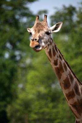 Giraffe de Martina Berg