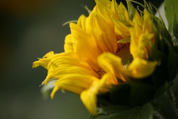 Sonnenblume de Martina Berg