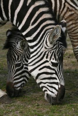 Zebras de Martina Berg