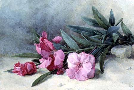 Oleander Blossom de Mary E. Butler