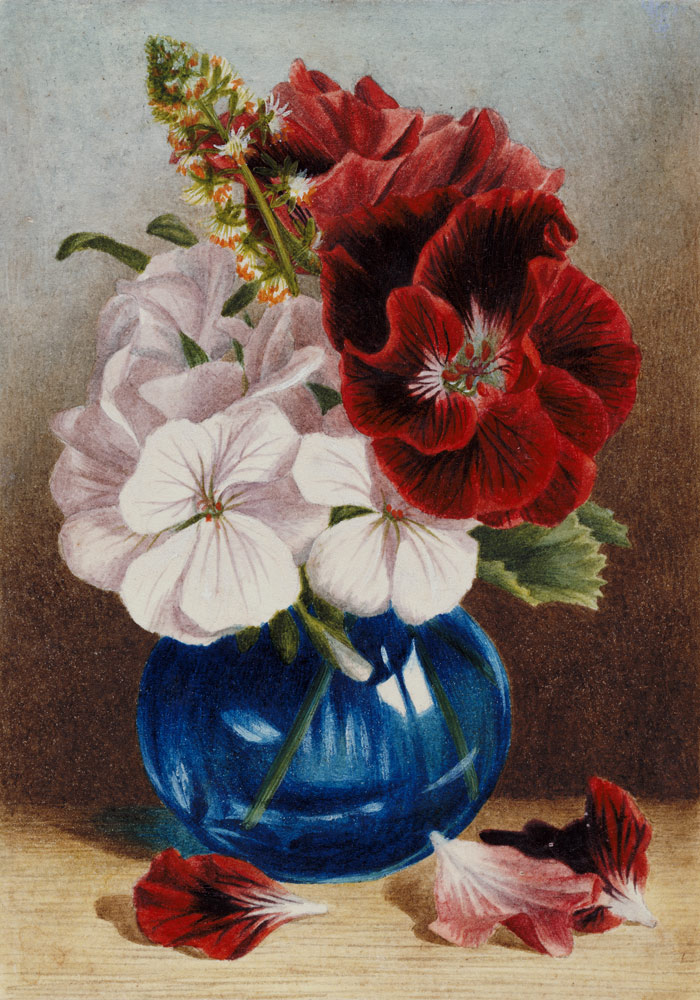 Claret and White Pelargoniums in a Blue Vase de Mary Elizabeth Duffield