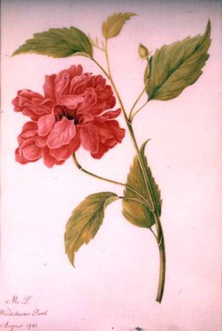 Peony Style Flower de Mary Granville Delany