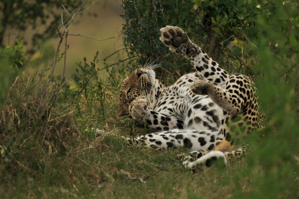 A leopard in Mara Triangle de Massimo Mei