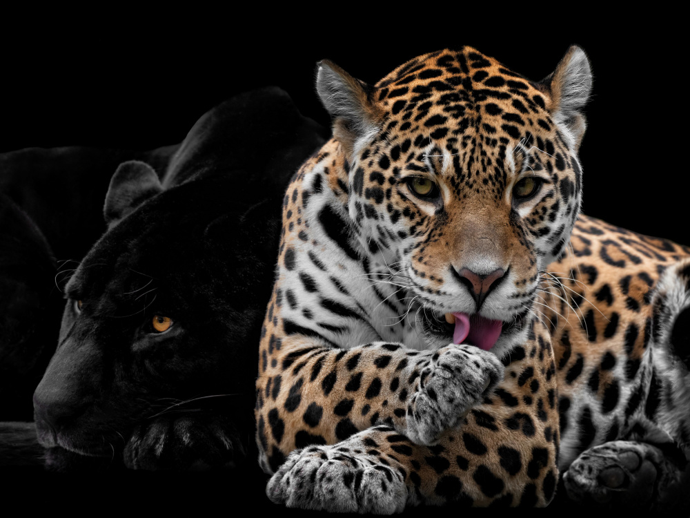 Mr and Mrs Jaguar - Panthera Onca de Mathilde Guillemot
