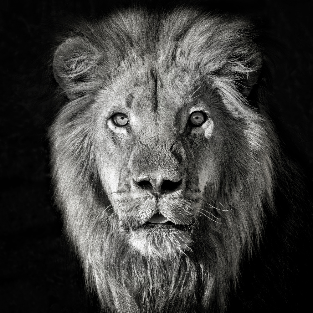 Lion Portrait- Panthera Leo de Mathilde Guillemot