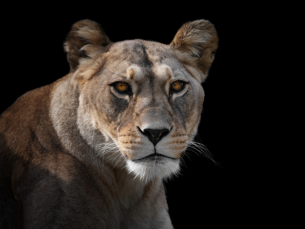 Lioness Portrait de Mathilde Guillemot