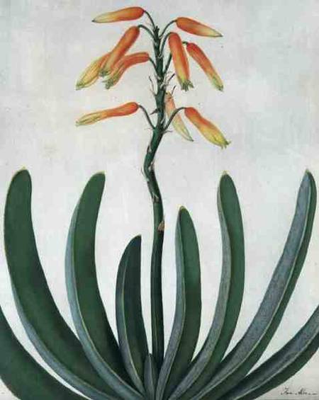 Aloe Striata (w/c and gouache over pencil on vellum) de Matilda Conyers