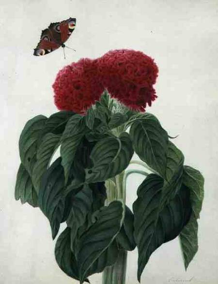 Celosia Argentea Cristata and Butterfly (w/c and gouache over pencil on vellum) de Matilda Conyers