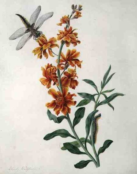 Erysium Cheiri with Dragonfly and Caterpillar (w/c and gouache over pencil on vellum) de Matilda Conyers