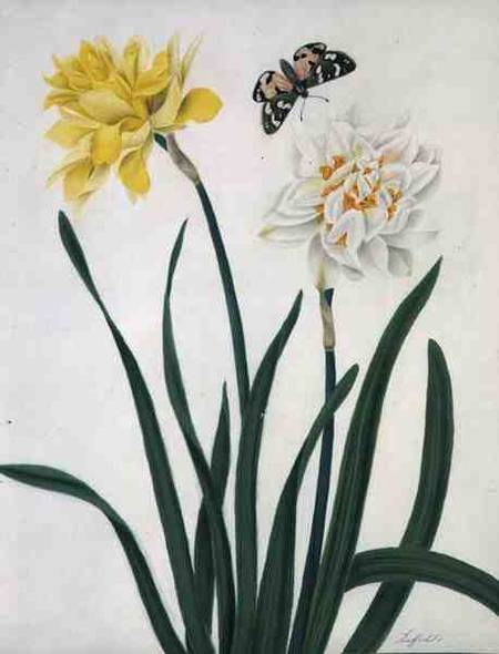 Narcissi and Butterfly (w/c and gouache with gold over pencil on vellum) de Matilda Conyers