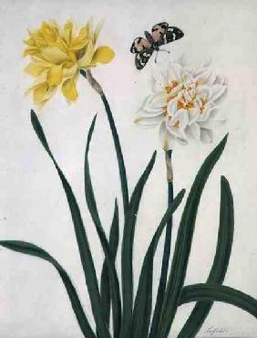 Narcissi and Butterfly (w/c and gouache with gold over pencil on vellum)