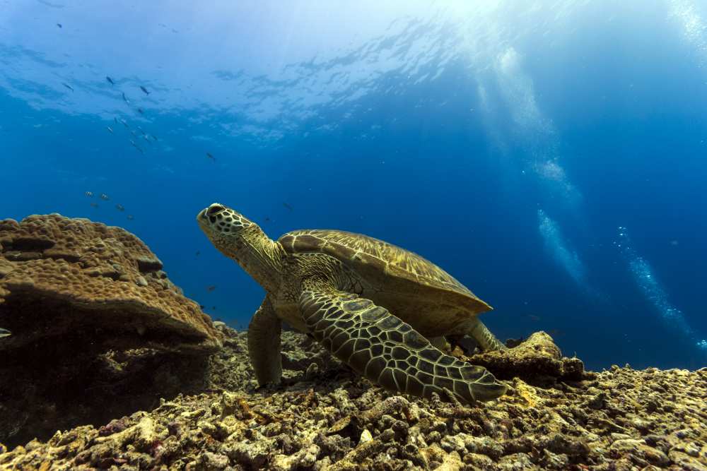 Marine turtle de Mato P.