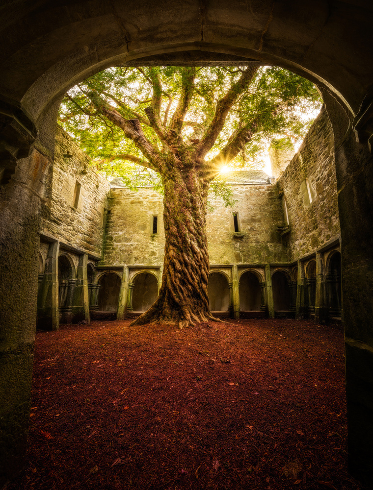 &quot;Muckross Abbey - Tree of Life&quot; de Matt Anderson