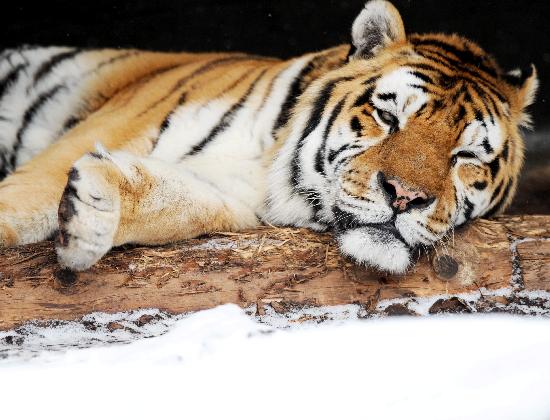 Tiger im Schnee de Maurizio Gambarini