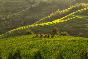 Five Ladies in Rice Fields