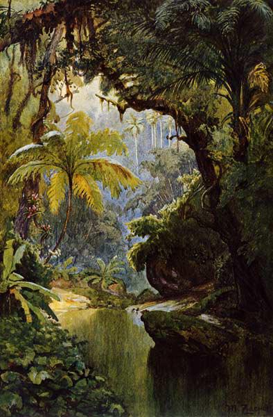 Selva brasileña