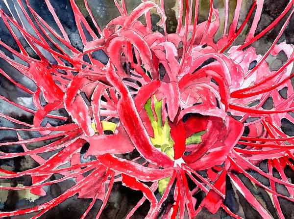 Red spider lily de Derek McCrea