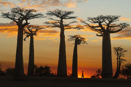 Baobabs in Sunset