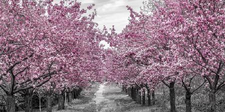 Encantadora avenida de los cerezos en flor