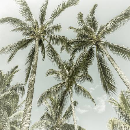 Idilio vintage de palmeras 