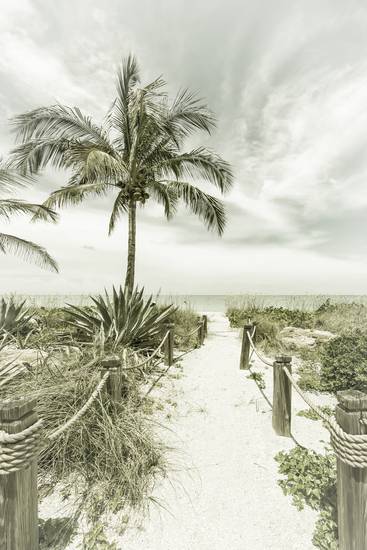 Camino a la playa - Palms & Sea | Vintage