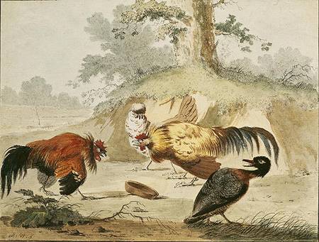 Cocks Fighting de Melchior de Hondecoeter