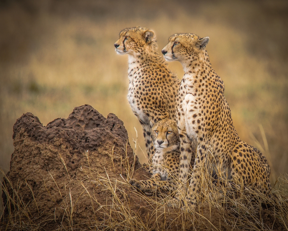 Serengeti Cheetahs de Melissa Theil