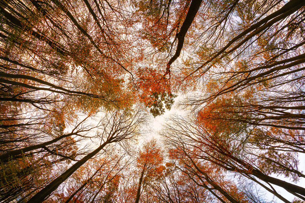 Autumn Trees de Michael