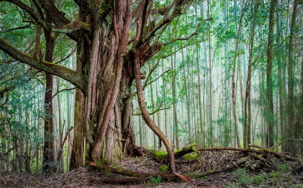 Waipio Valley Rainforest de Michael Delman