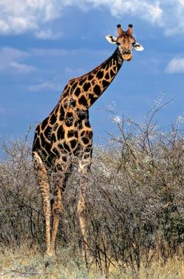 Giraffe de Michael Dietrich